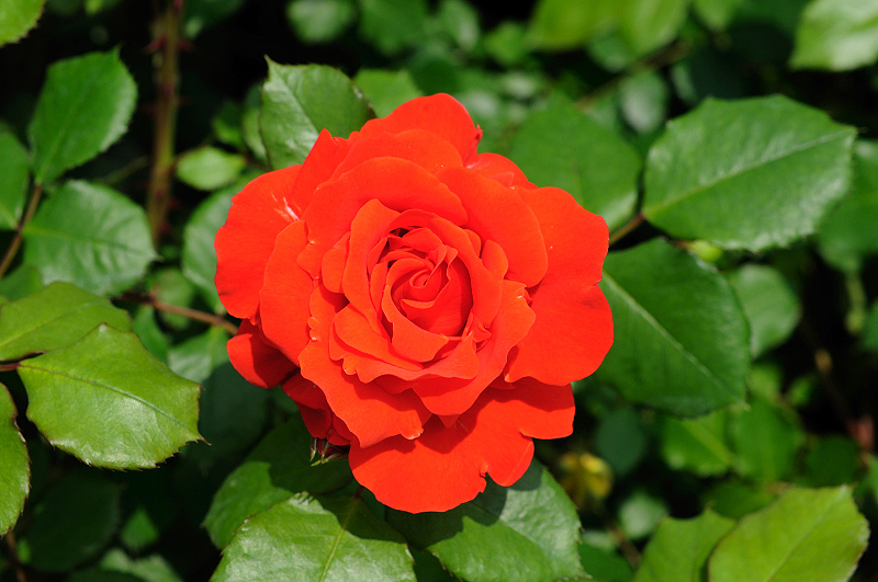 image0297