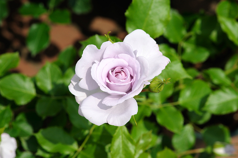 image0302