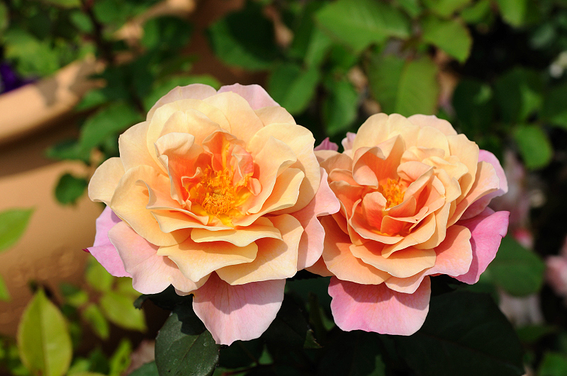 image0303