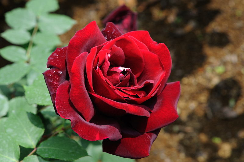 image0306