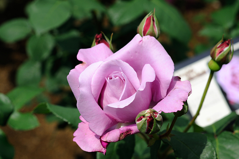 image0307