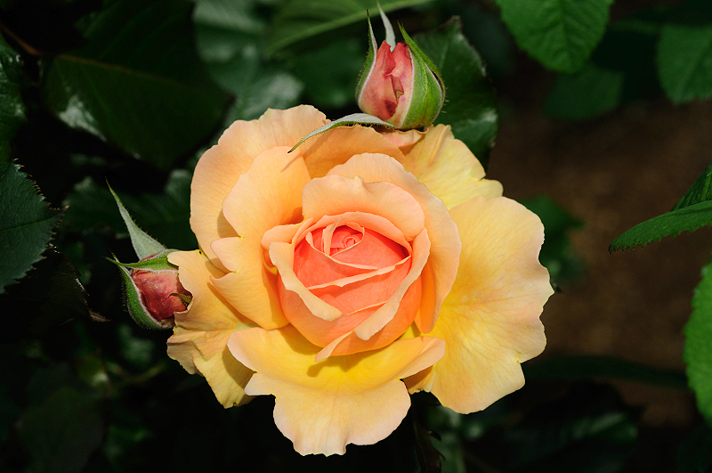 image0308