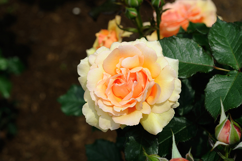 image0309
