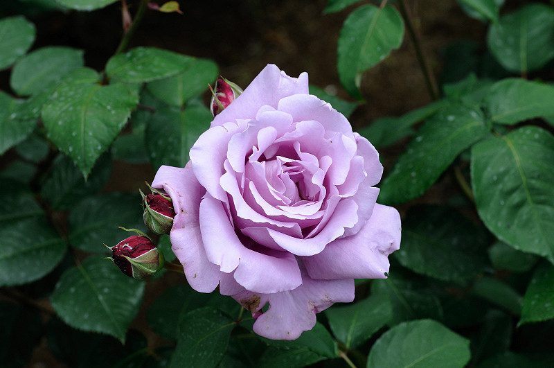 image0312
