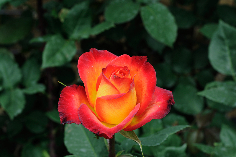image0332
