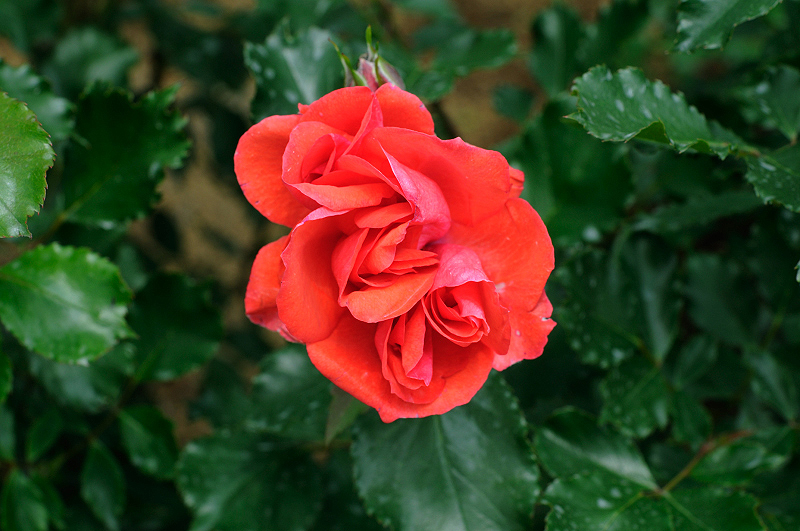 image0333