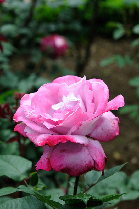 image0334