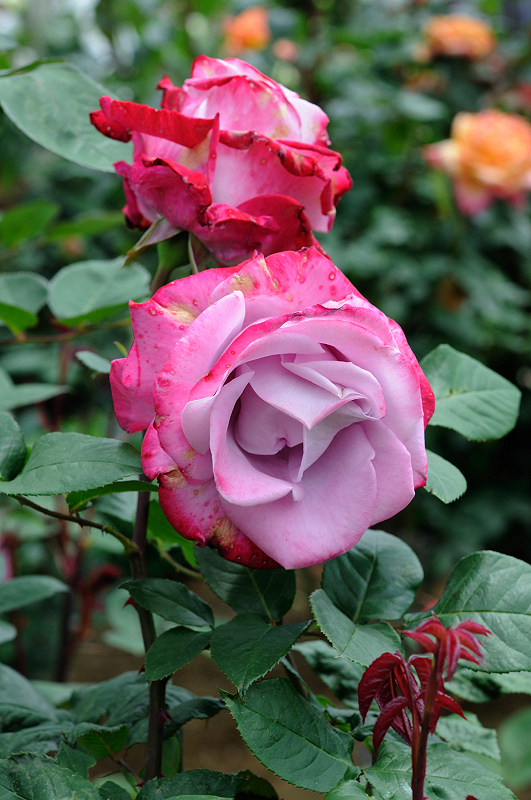 image0335