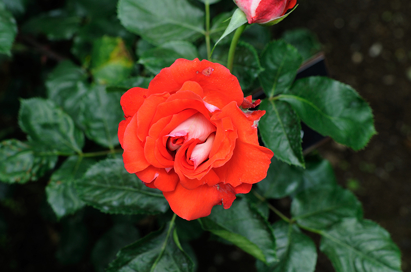 image0336