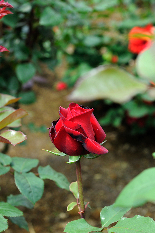 image0340