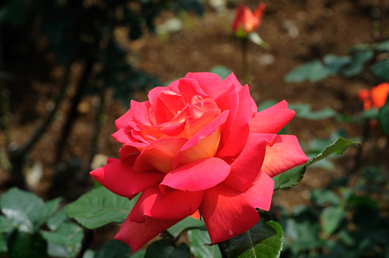 image0341