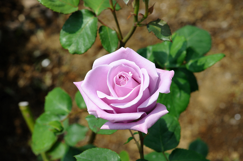 image0342