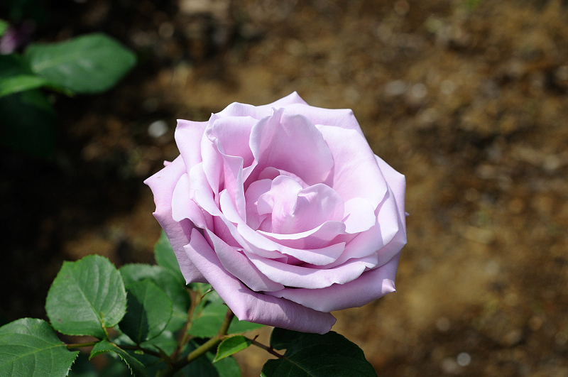 image0343