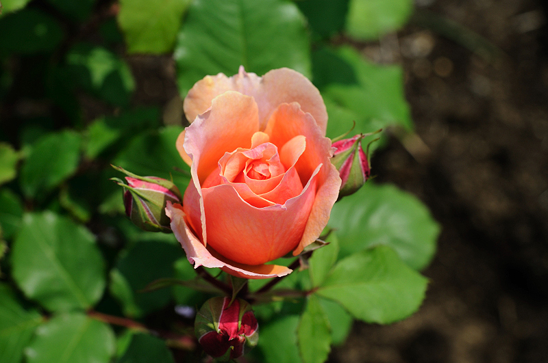 image0344