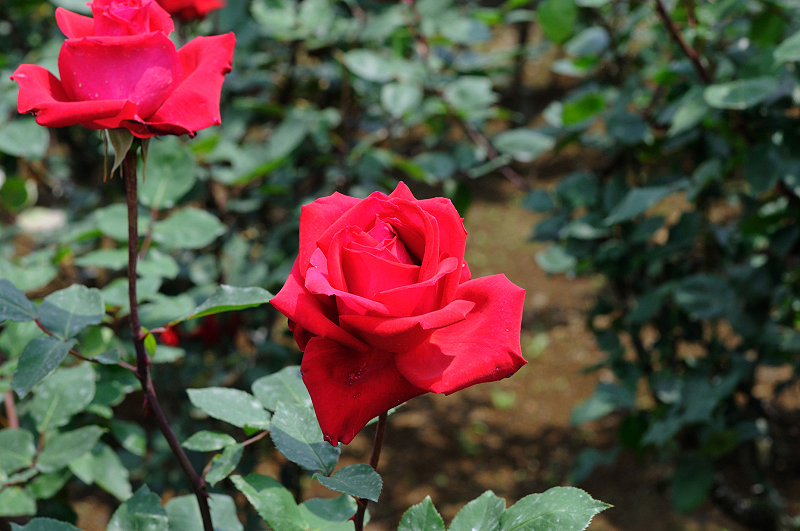 image0345