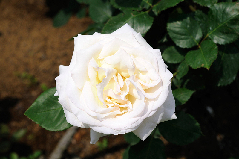 image0347