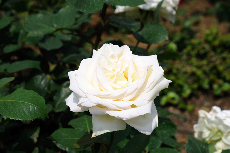 image0349