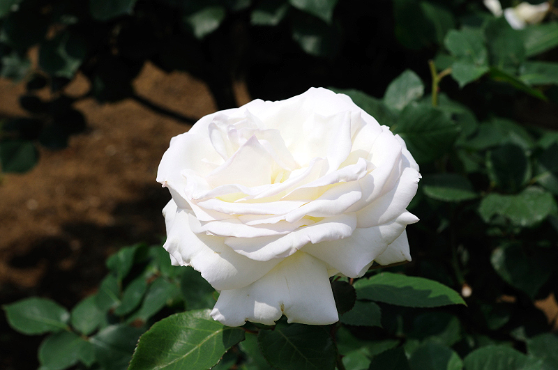 image0350