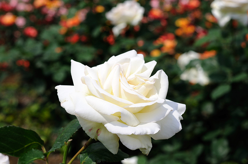image0354