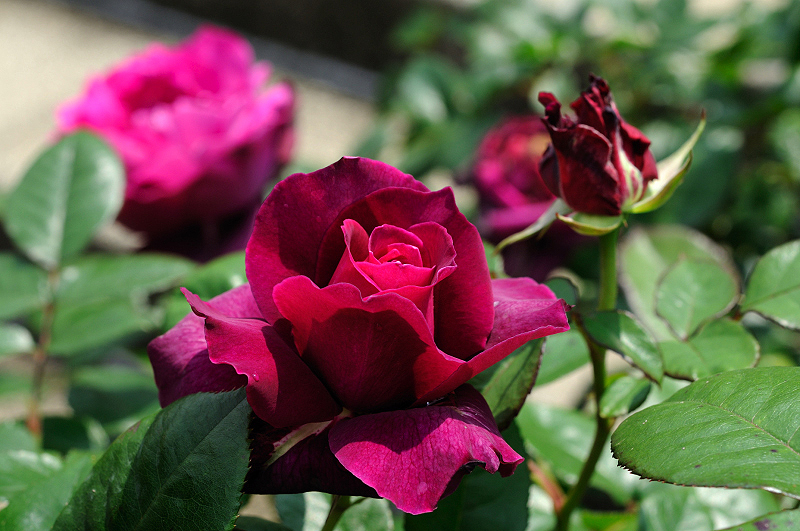 image0365