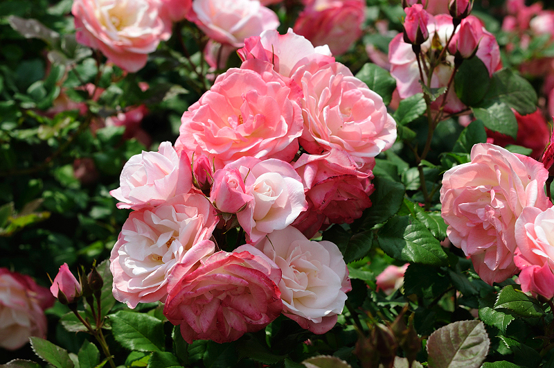 image0368
