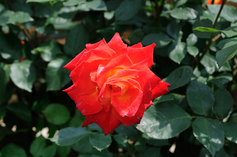 image0372