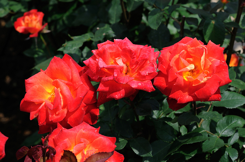 image0373