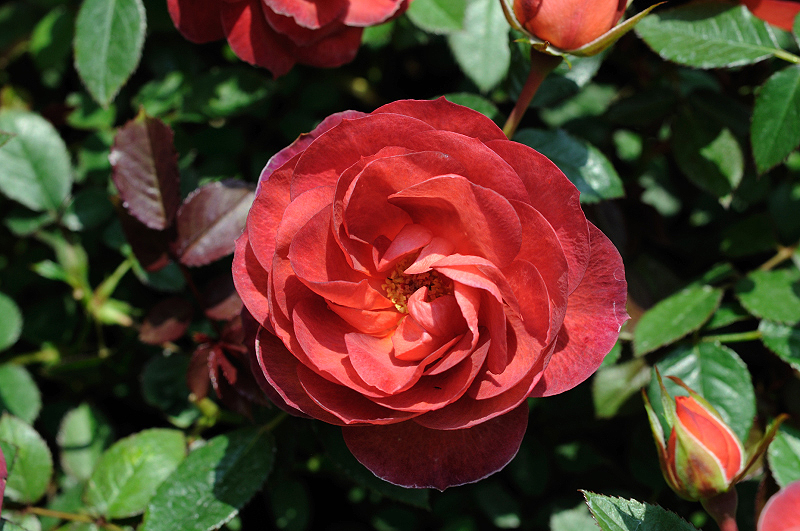 image0376