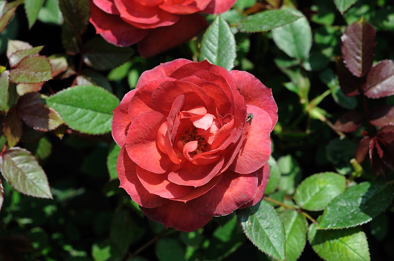 image0377