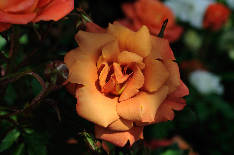 image0380