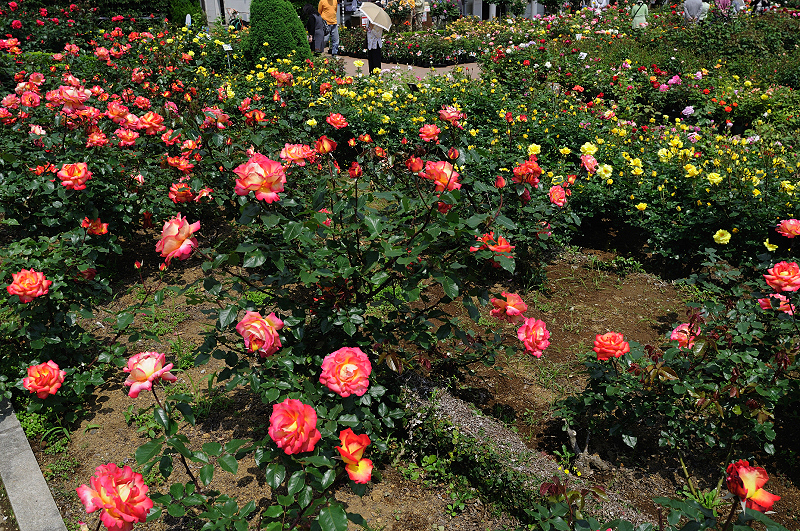image0391