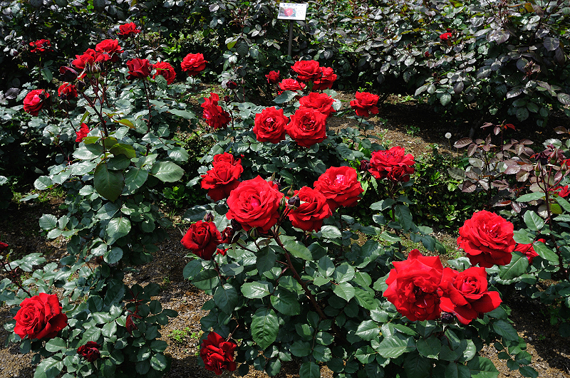 image0392
