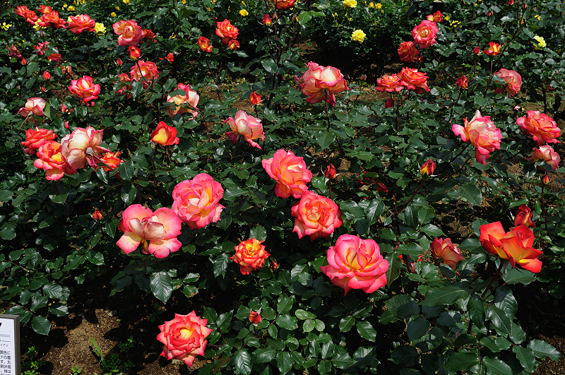 image0393