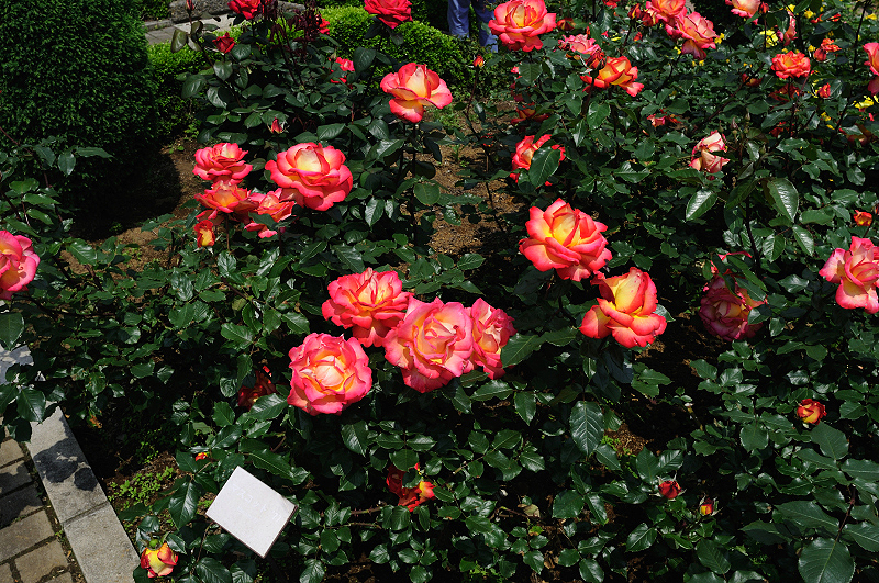 image0394