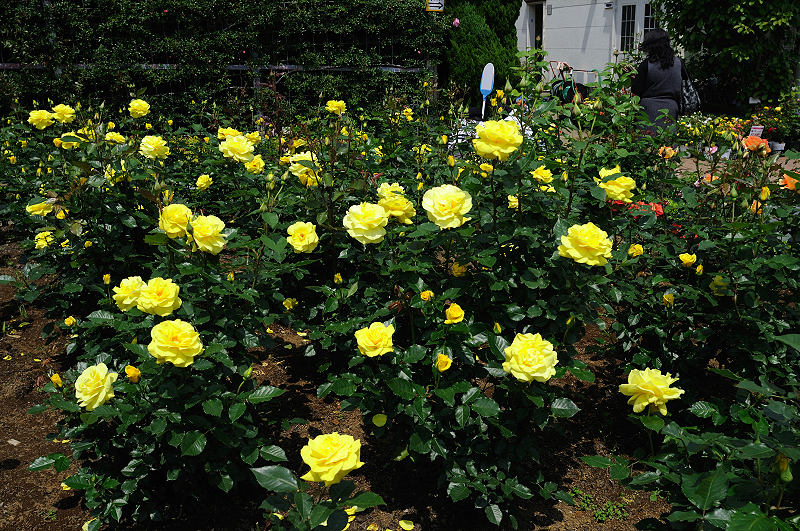 image0399
