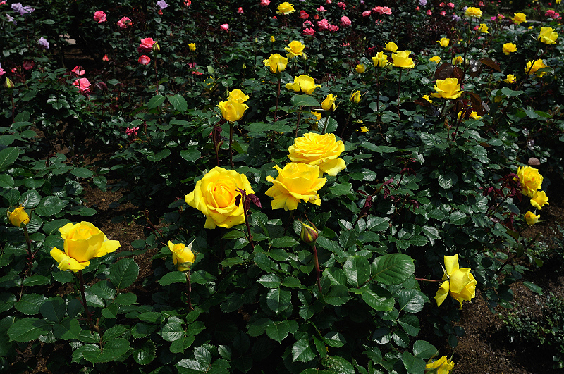 image0401