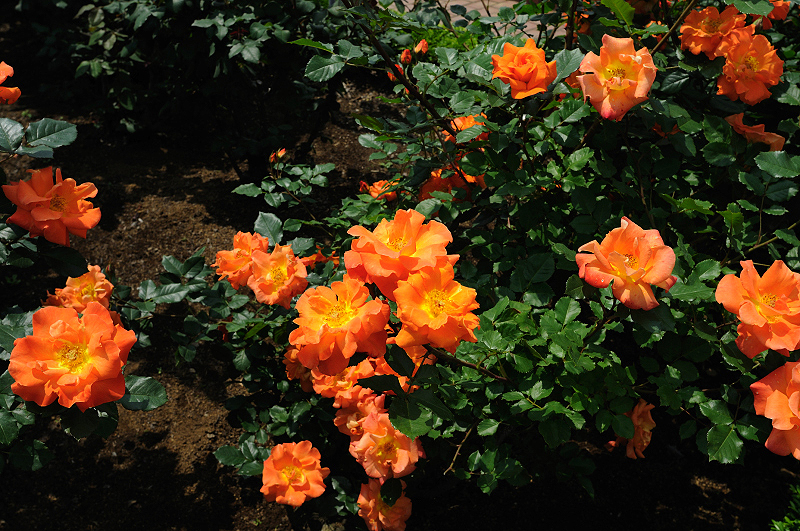 image0404