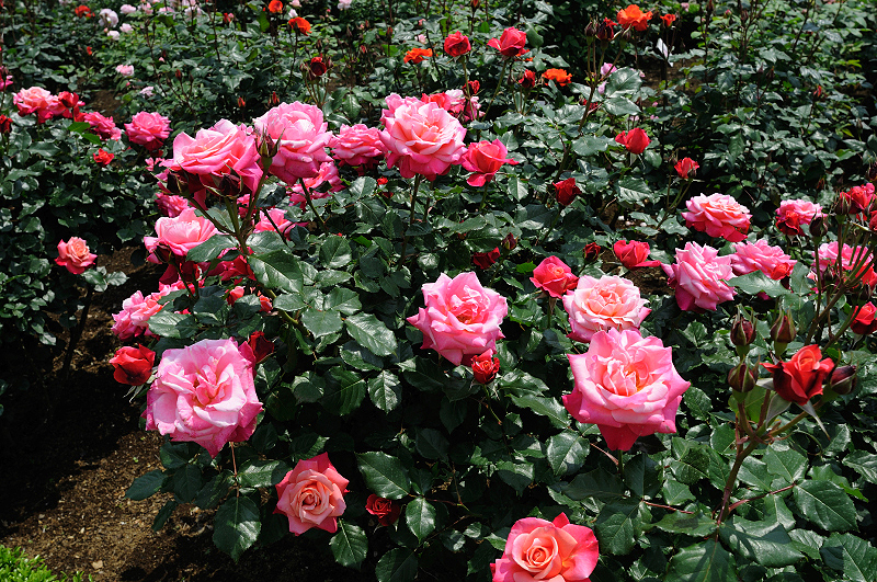 image0406