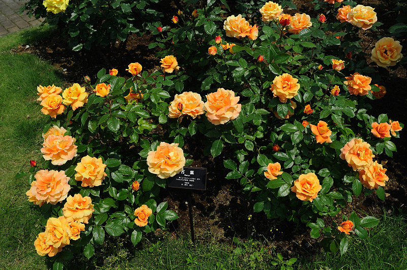 image0411