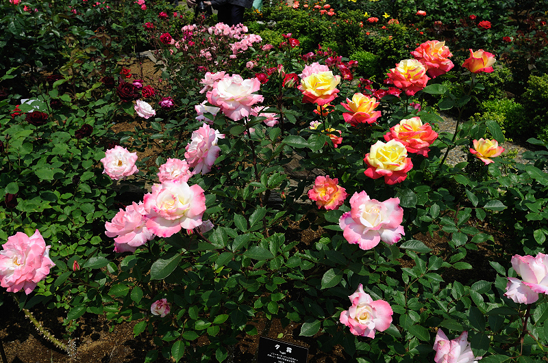 image0412