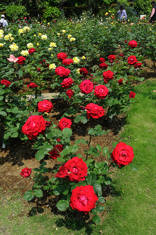 image0415
