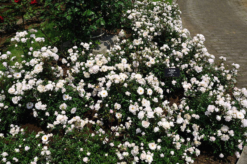 image0416