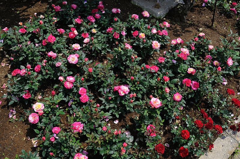image0420