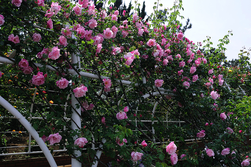 image0424