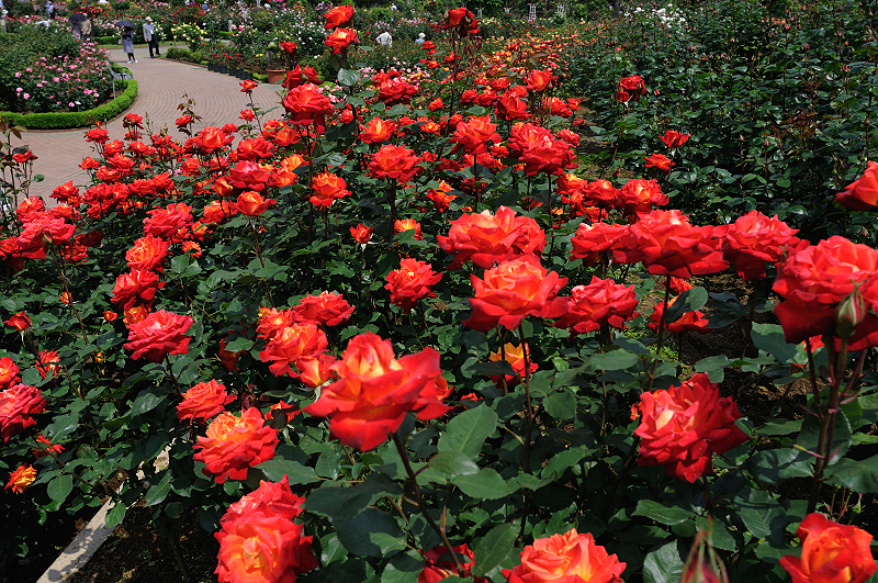 image0425