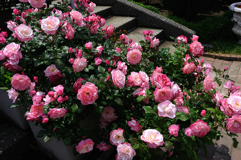 image0427