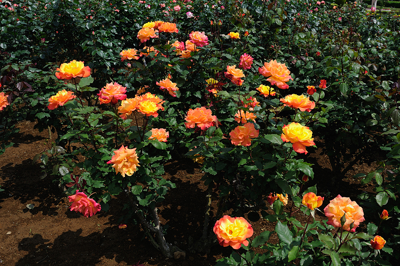image0428