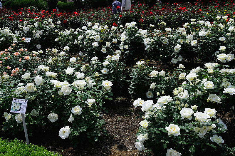 image0430