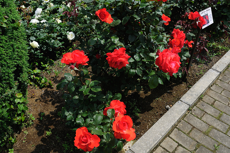 image0431