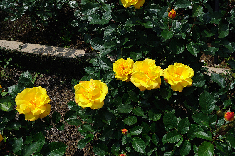 image0432